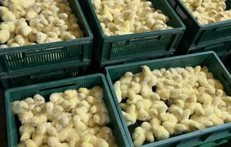 Курчата бройлерів