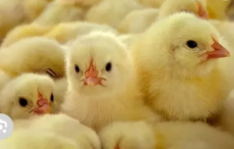 Суточный цыпленок Бройлер Кобб 500, добовi