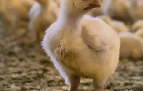 Підрощені курчата бройлер