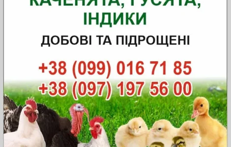 Бройлеры ,цыплята ,утята ,гуси,индики.