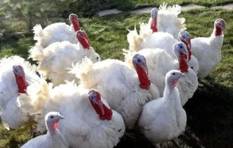 Продам індики бройлери