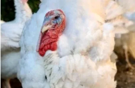 КуриДомінант,Бройлер,Індики,Гуси