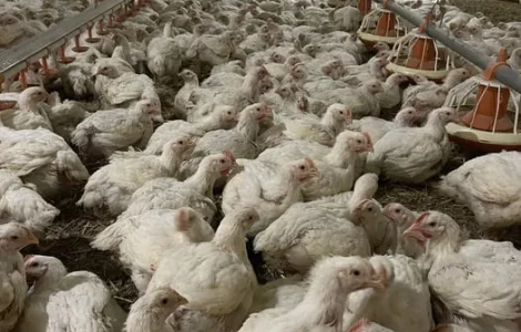 Підрощений бройлер індик