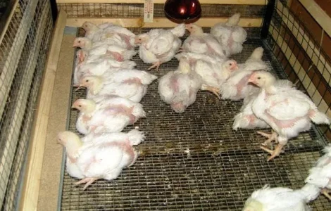 Бройлери,інші курчата,качки,гуси,індики,кури