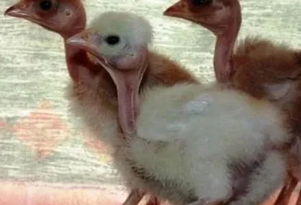 Продаю курчата,качки,гуси, індики