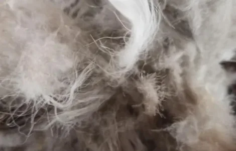 Гусиный пух (перья)