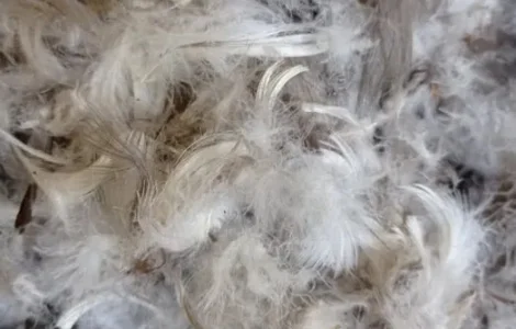 Пух-перо гусей