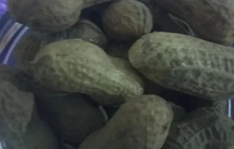 Арахис домашний