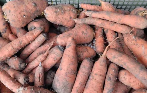 МОРКВА на переробку БУРЯК КАРТОПЛЯ