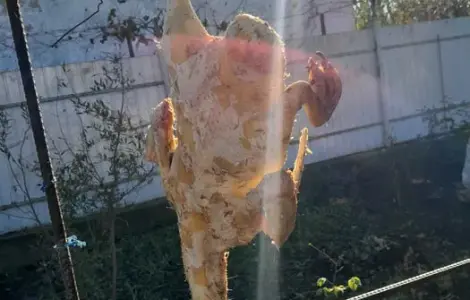 Продам мясо утки домашняя без гмо