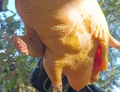 Продам мясо птиц домашня утка.