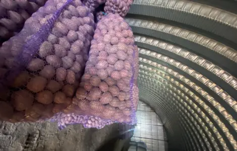 Продам посадочный картофель сорт Белароса
