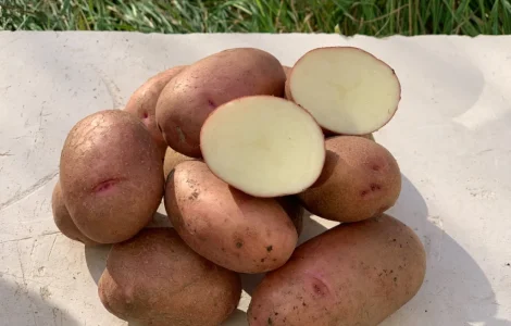 Продам семенной картофель сорт Фотиния (1 репродукция)