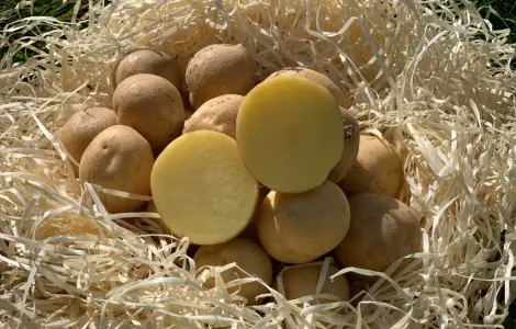 Продам семенной картофель сорт Скарбниця (1 репродукция)