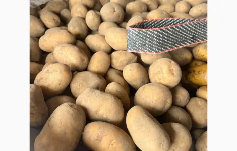 Продам картоплю товарну з Польщі