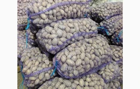 Продам семенной картофель Гранада