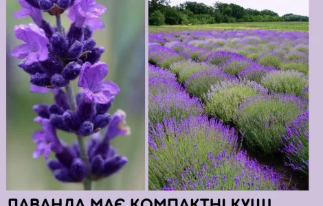 Саджанці лаванди