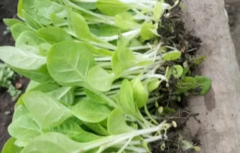 Принимаю заказы на рассаду табака есть разные сорта