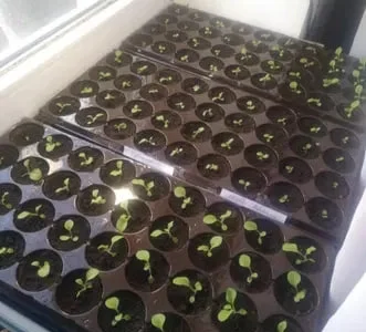 Семена табака. Семена табака. Разные сорта