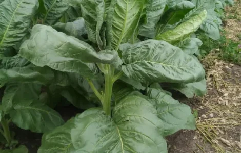 Семена махорки и табака.