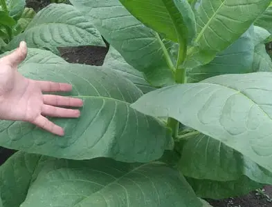 Продам насіння табаку ДЮБЕК