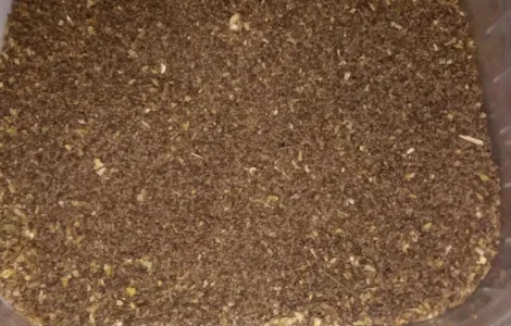 Продам семена табака