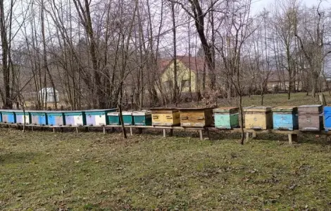 Пакеты пчел карпатка с доставкой