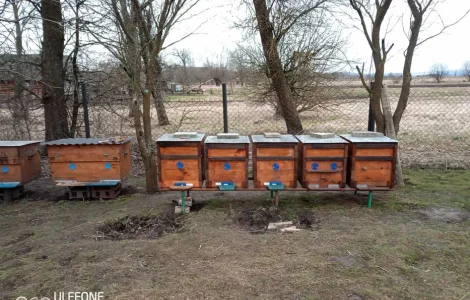 Бджолопакети карніка та карпатка