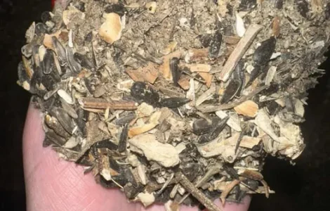 Семена подсолнечника 1 категории 40% зерна