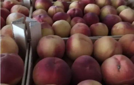 Продаж персика з Іспанії з ПДВ та на карту ФОПа