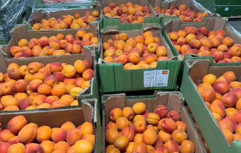 Продаж свіжого абрикосу з Іспанії