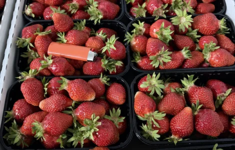 Продам свіжу полуницю, лохину, малину, смородину