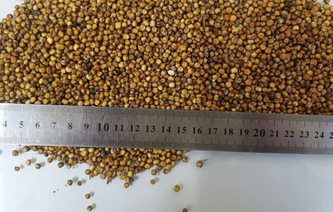 Продамо залишки червоного сорго вр.2025 року