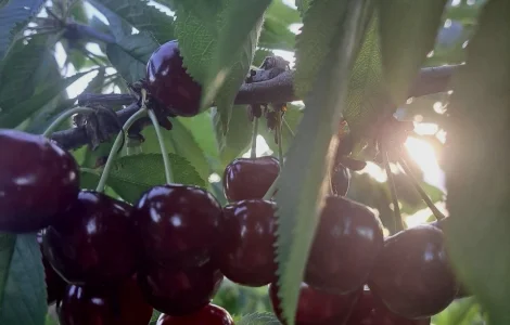 Продам черешню оптом прямо з саду