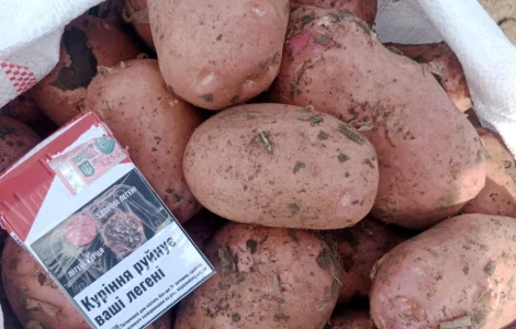 Продам свежевыкопанный молодой картофель Белароса