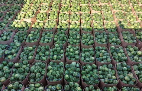 Продам Кавун вищої якості!