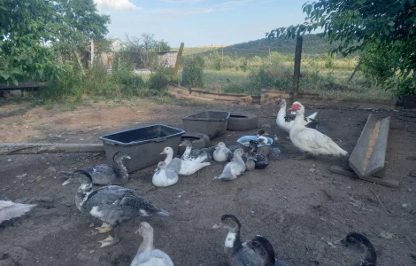 Продам утят мускусной утки  для разведения