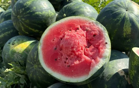Продам кавун Саніара(безкісточковий)/Луїзітана опт