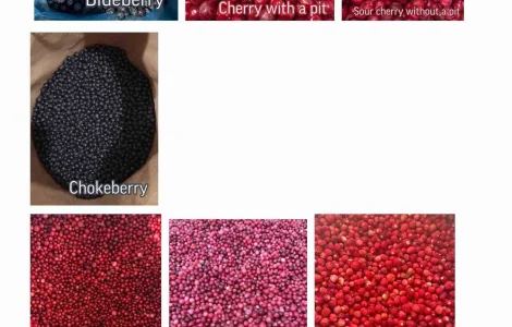 ROKYTNE BERRY