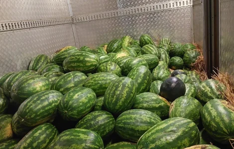 Продам кавун з поля