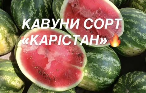 Солодкі та соковиті кавуни сорту «КАРІСТАН»
