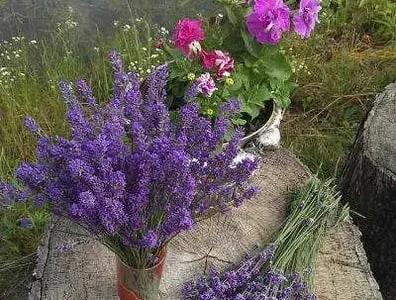 Лаванда узколистная саженцы лаванды, свежие цветы