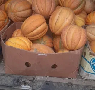 Продам насіння дині ефіопка