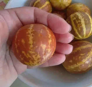 Диня декоративна Королева Анна, насіння
