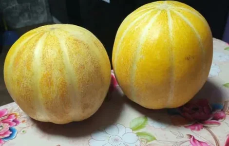Семена Дыни на вес