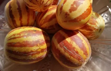 Семена дыни вьетнамской