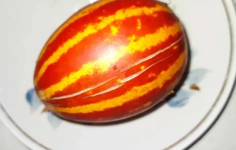 Дыня декоративная семена