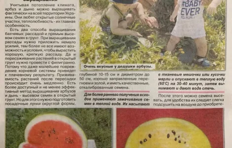 Насіння помідор, кабачків, перців, динь, кавунів