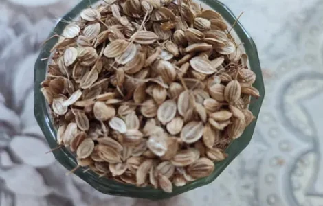 Кріп насіння сімена пастернак семена укроп