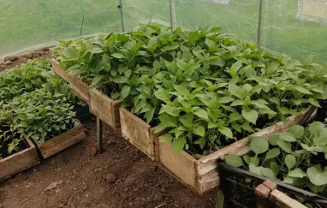 Розсада продам домашню (баклажан,помідор)